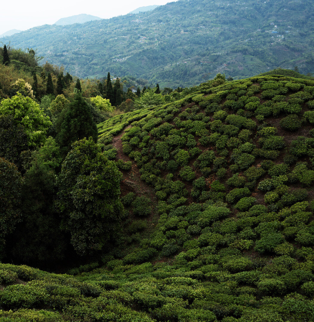 Teegarten an einem Hang in Darjeeling